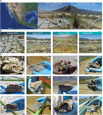 Understanding the Mechanisms Behind the Response to Environmental Perturbation in Microbial Mats: A Metagenomic-Network Based Approach